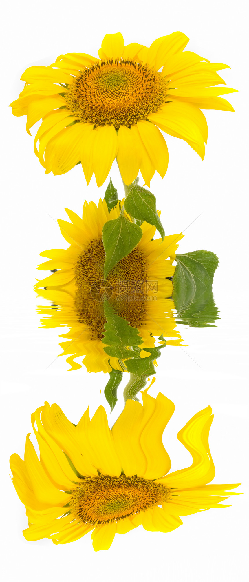 向日葵蔬菜季节管道农业食物太阳植物黄色种子树叶图片