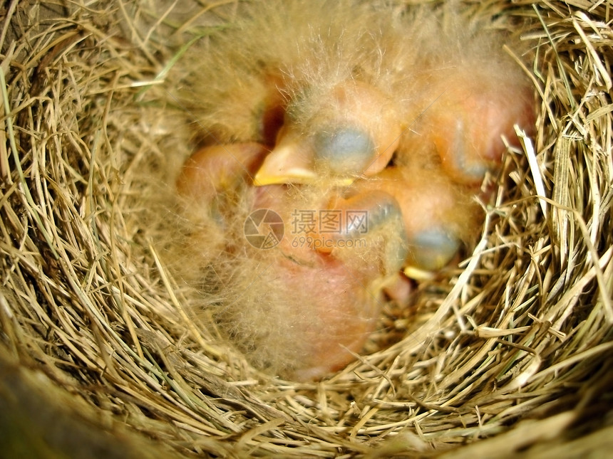 雀巢中的幼鸟黄色橙子羽毛动物新生宠物材料生存鸟类雏鸟图片