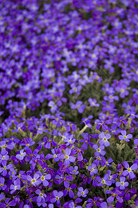 许多紫罗花园艺高清图片素材
