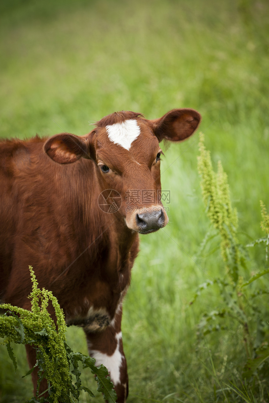 红牛乳制品农业风光乡村天空奶牛场毛茛农场家畜爬坡图片