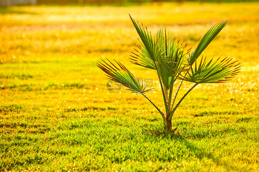 绿草上的棕榈树异国风景草地气候树干热带绿色棕榈情调活力图片