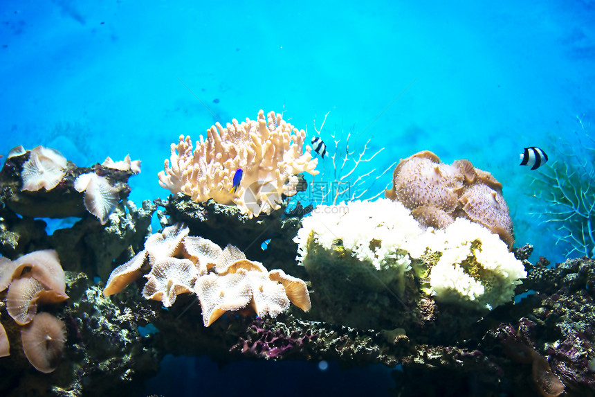 海底荒野动物异国花园热带珊瑚浮潜情调爱好假期图片