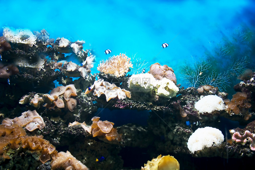 水下情调荒野世界异国旅行野生动物花园海洋游泳动物图片