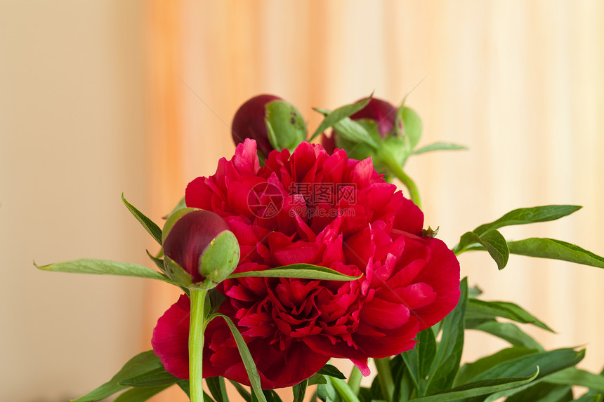 鲜花之芽玫瑰问候语花园礼物美丽植物群花瓣明信片牡丹庆典图片
