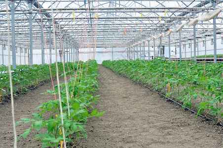 温室西红柿生理蔬菜生物植物学自然遗传种子科学工程实验背景图片