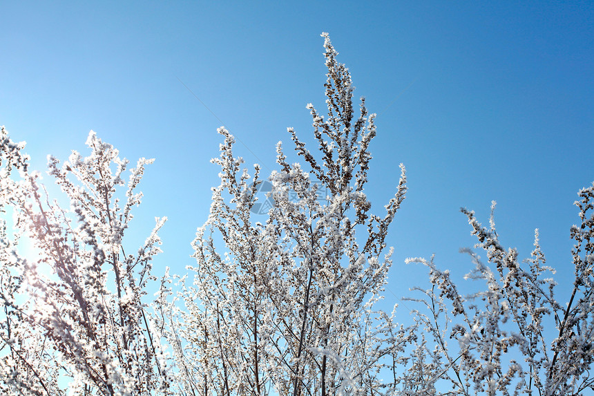 雪中白雪分支温度云杉植物下雪宏观装饰品季节阳光衬套天空图片