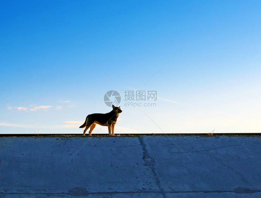 狗流浪忠诚孤独野生动物边缘日落太阳地平线宠物阳光图片