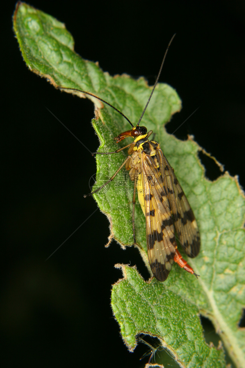 普通天蝎荒野翅膀昆虫学叶子植物草地眼睛生物学野生动物宏观图片