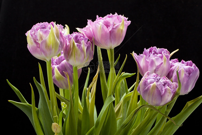 美丽的紫色郁金香 被黑色隔绝文化灯泡淡紫色花瓣条纹植物学植物边缘磨损花束图片