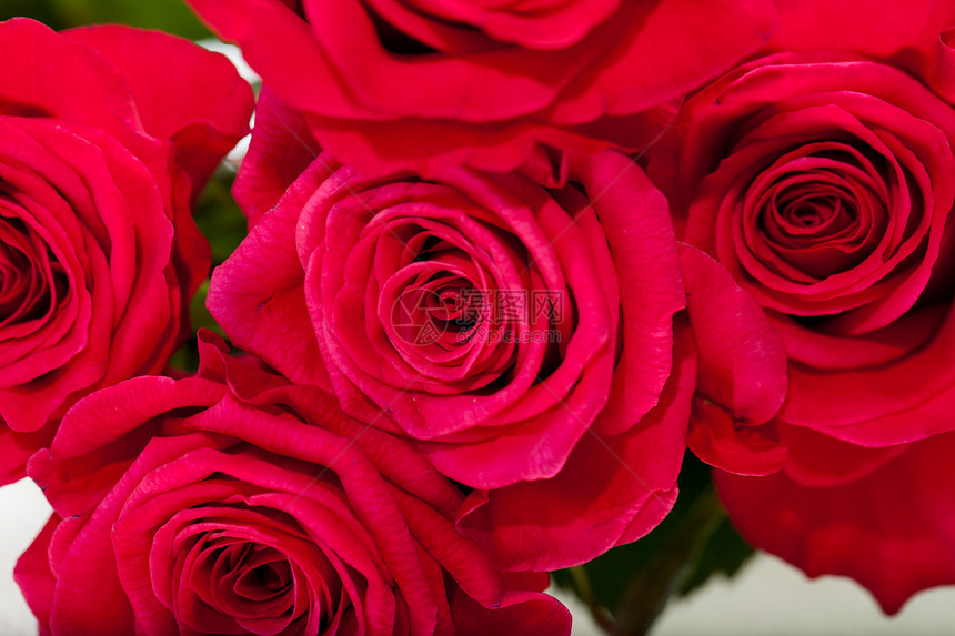 红玫瑰园艺植物情人女性念日水滴生日宏观花朵婚礼图片