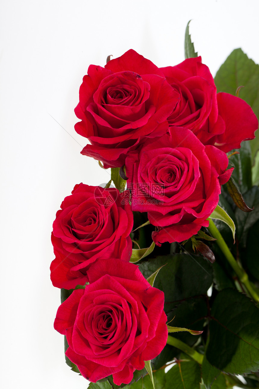 红玫瑰情人婚礼花园花朵生日植物宏观花束花瓣玫瑰图片