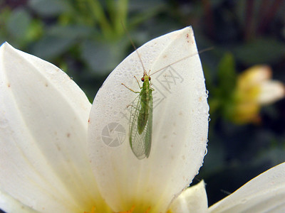 白达伊拉花上的绿昆虫背景图片