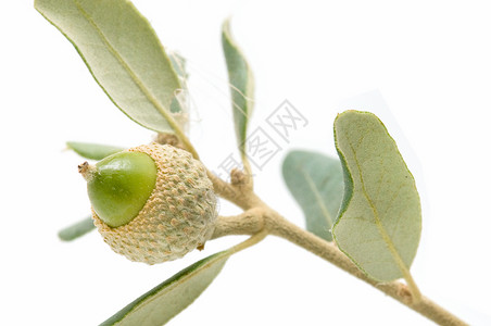 橡橡果植被绿色水果食物木头宏观干果营养白色背景图片