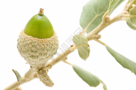 橡橡果食物木头营养水果绿色干果宏观植被白色背景图片
