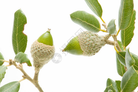 橡橡果干果水果宏观食物白色营养绿色植被木头背景图片