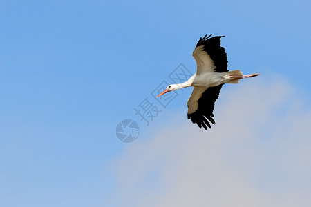 飞鹤蓝色空气飞行天空翅膀自由野生动物动物孩子希望背景图片