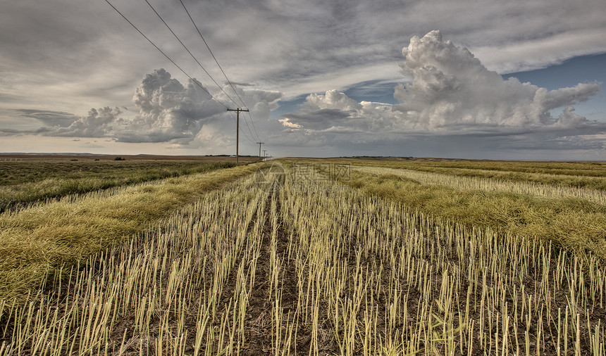 坚固的田地和草原风暴阳光草地地平线农场日落天空小麦环境玉米植物图片
