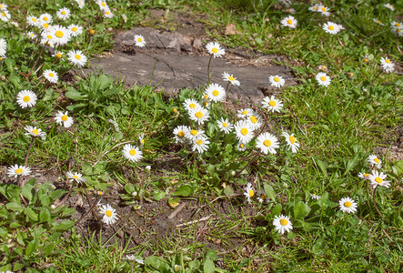 黛丝花花黄色被子星科植被粉色白色小行星菊科植物背景图片