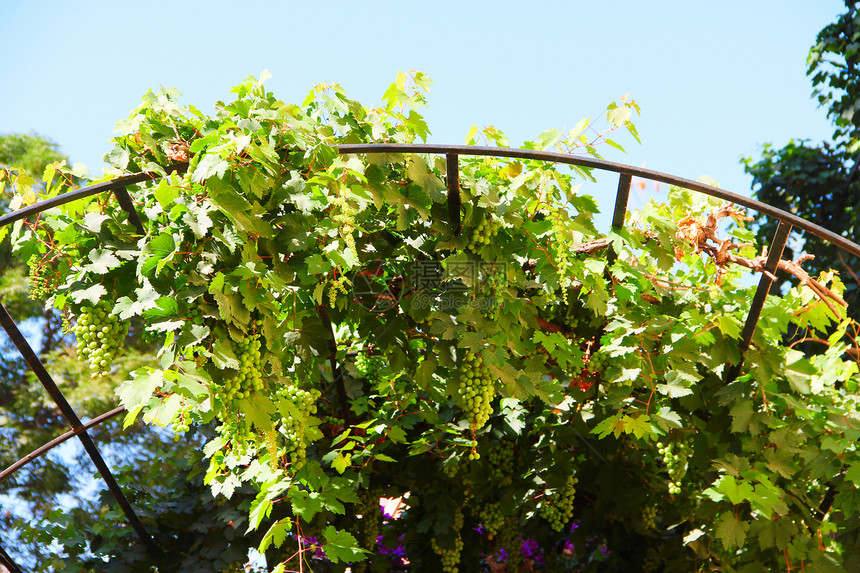 葡萄上的绿葡萄国家花园环境农场场地葡萄园太阳植物水果食物图片