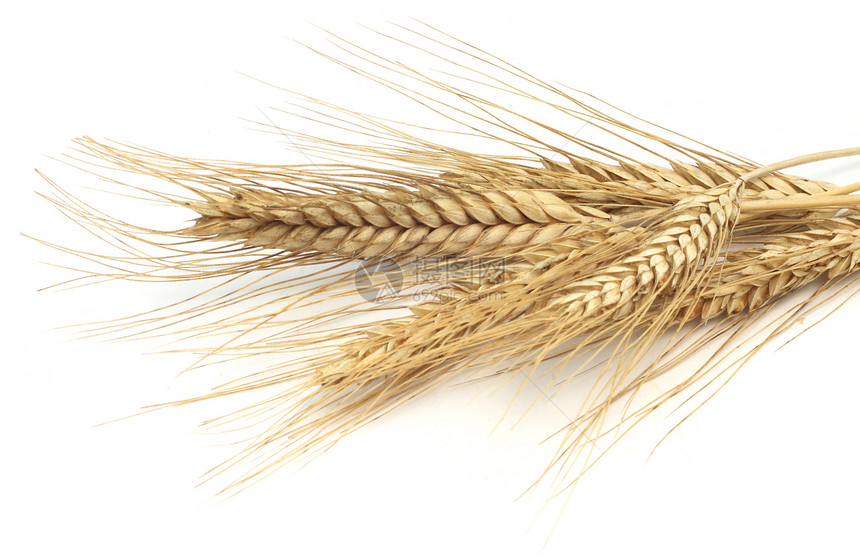 小麦耳朵白色稻草金子谷物食物收获农业植物种子收成图片