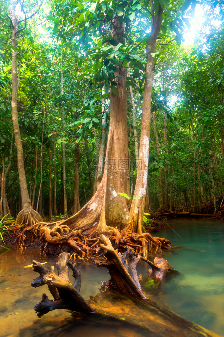 沼原森林热带野生动物木头气候死水水池公园叶子森林蓝色图片