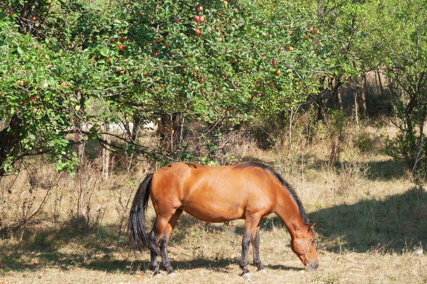 马在苹果树下图片