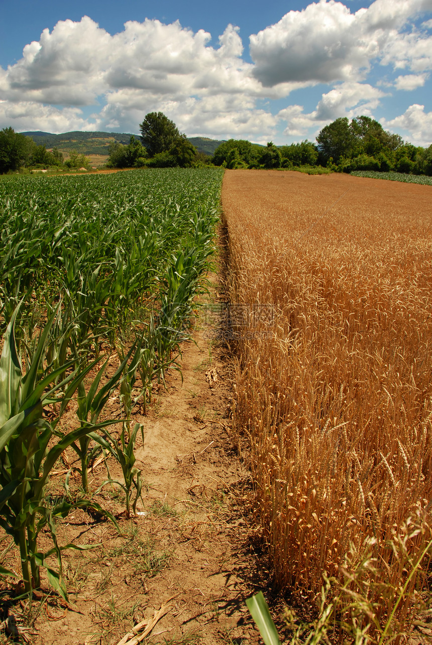 小麦和玉米种植图片