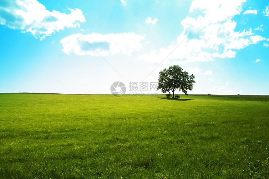 独木的树国家地平线土地艺术风景公园绿色植物蓝色草地环境图片