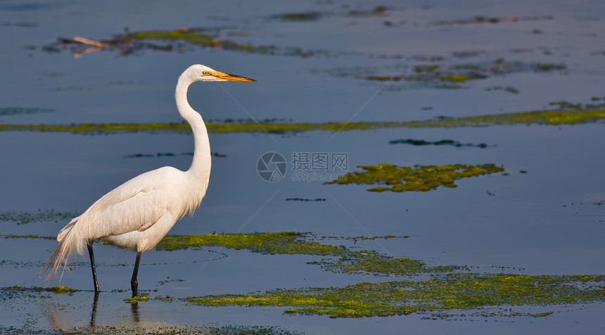 白色大白 Egret湿地野生动物黄色沼泽账单羽毛池塘沼泽地全景湖泊图片