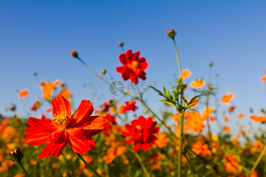宇宙花朵草地阳光天空叶子快乐植物群公园草本植物雌蕊金子图片