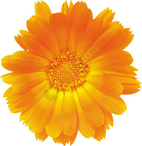 鲜花白色植物学插图金盏花花瓣花香黄色植物背景图片