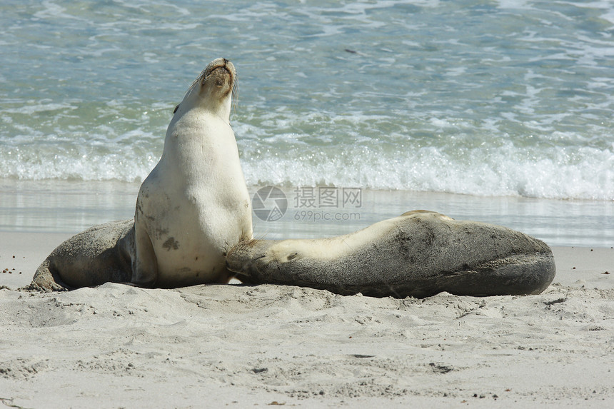 澳大利亚海狮 澳大利亚沙滩海湾海岸海洋毛皮海滩海岸线旅行野生动物海豹图片