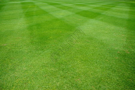 草面积阳光草皮环境足球场园景牧场生长纹理土地后院背景图片