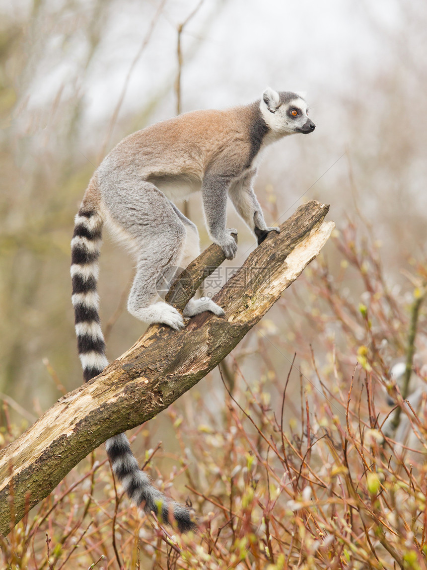环尾狐猴Lemur catta灵长类荒野尾巴眼睛毛皮黑与白条纹动物园动物濒危图片