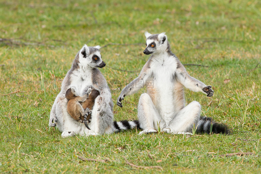 环尾狐猴Lemur catta黑与白眼睛条纹灵长类警报毛皮尾巴动物野生动物荒野图片