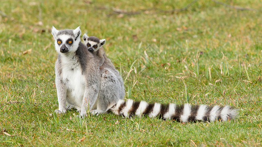 黑与白环尾狐猴Lemur catta警报条纹哺乳动物卡塔动物灵长类尾巴眼睛动物园荒野背景