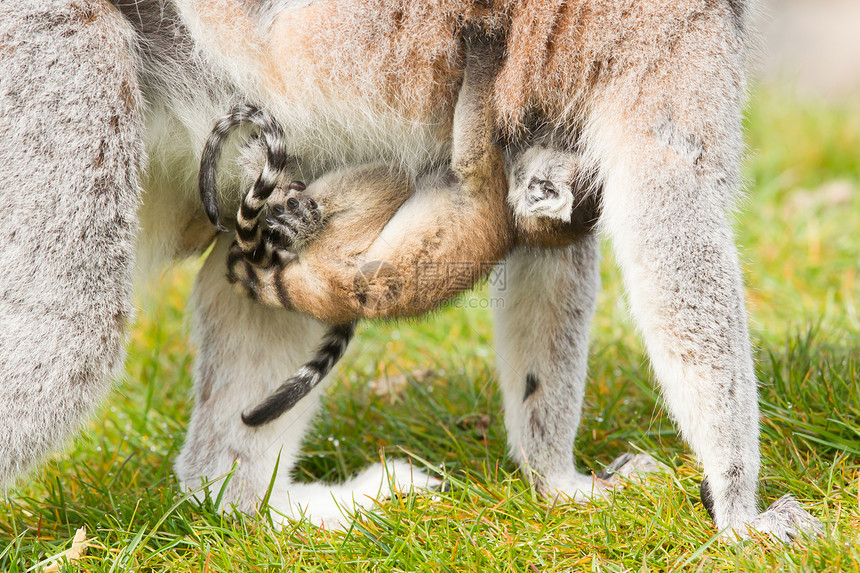 环尾狐猴Lemur catta哺乳动物尾巴条纹黑与白动物园野生动物腹部灵长类眼睛濒危图片