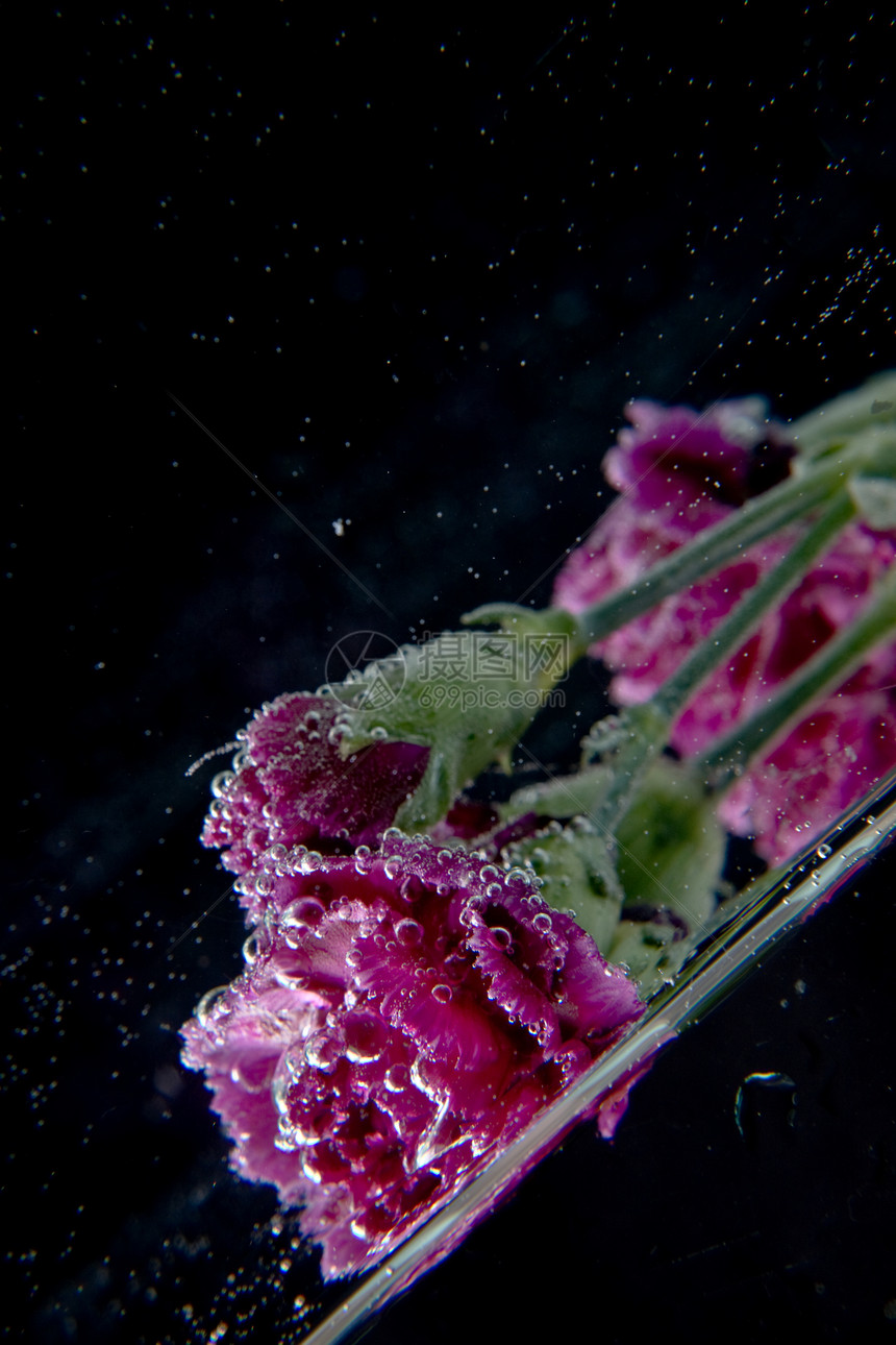 水下鲜花牡丹反射菊花凹陷黑色气泡叶子植物玻璃粉色图片