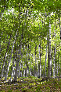 森林农村乡村植被木头绿色背景图片