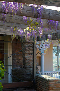 西部地区紫丁香花园花朵植物气候蓝色薰衣草美丽花瓣文化背景图片