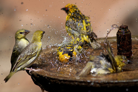 野鸟在鸟类浴池里喷洒高清图片