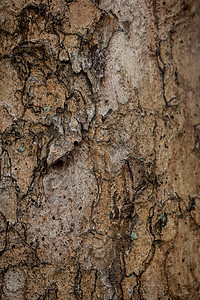 树木条纹理木头墙纸材料棕色背景图片