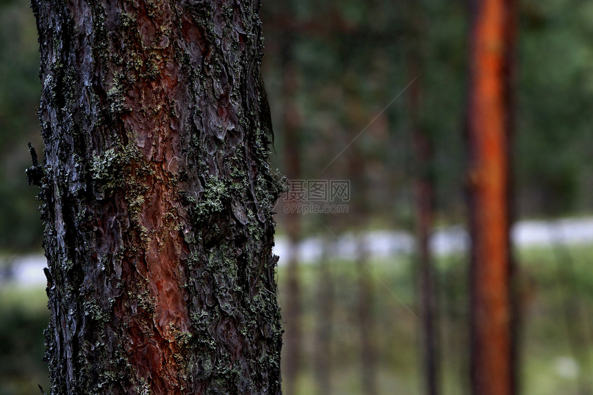 Furtree 松树林植物群场景叶子魔法锥体云杉枝条环境针叶木头图片