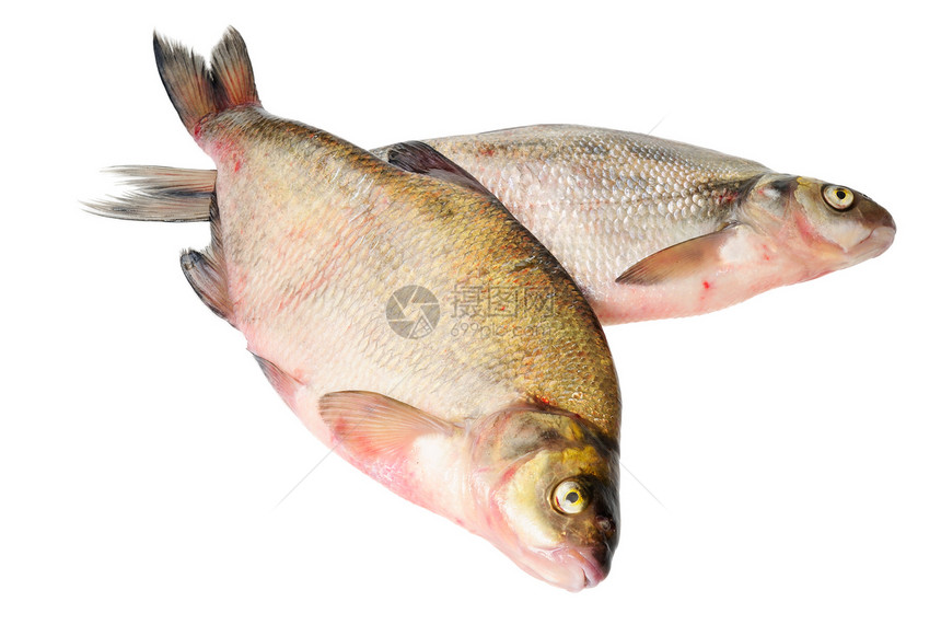 两条新鲜淡水鱼灰色饮食鲤鱼食物海鲜图片