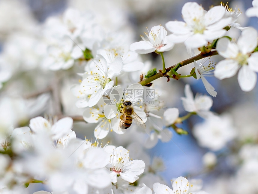 樱花上的蜜蜂花蜜蓝色植物水果熊蜂蜂蜜剥皮天空花粉季节图片