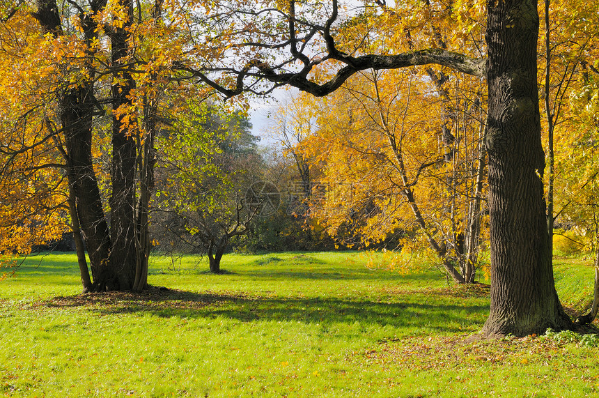 秋季风景 俄罗斯分支机构远景树叶橙子季节红色公园小路绿色叶子图片