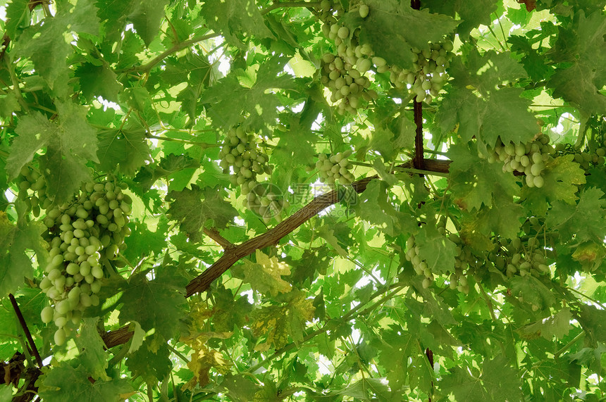 葡萄藤上有很多葡萄生长酿酒农业酿酒师浆果水果花园种植树叶酒精图片