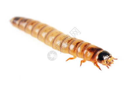 黄粉虫超级蠕虫丑陋的高清图片