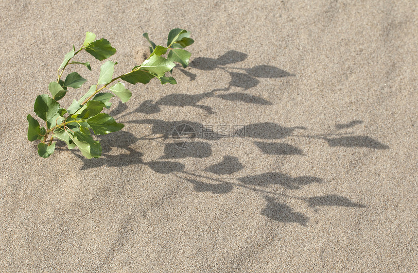 沙沙中喷发植物群植物地面叶子植物学地球天气树叶土地阴影图片