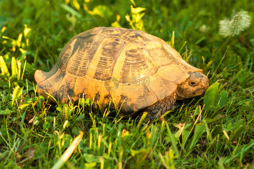 海龟在草地的日落光下图片